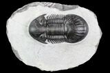 Paralejurus Trilobite Fossil - Top Quality Specimen #105163-2